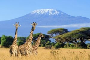 Kenya Entry Requirements For Americans The Easy Guide