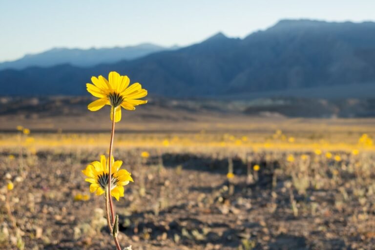 Yellow Superbloom Wildflowers at Dusk, Death Valley National Park, California, USA